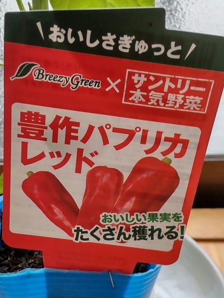 サントリー本気の苗.jpg