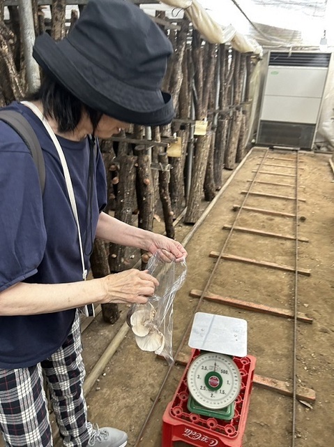 椎茸計量.jpg